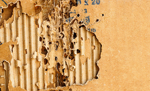 Formation diagnostic termite